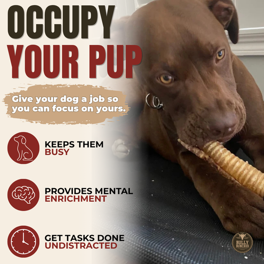 Bully Bunches - 12 Inch Beef Trachea