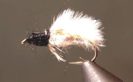 Stone Creek Caddis Pupa