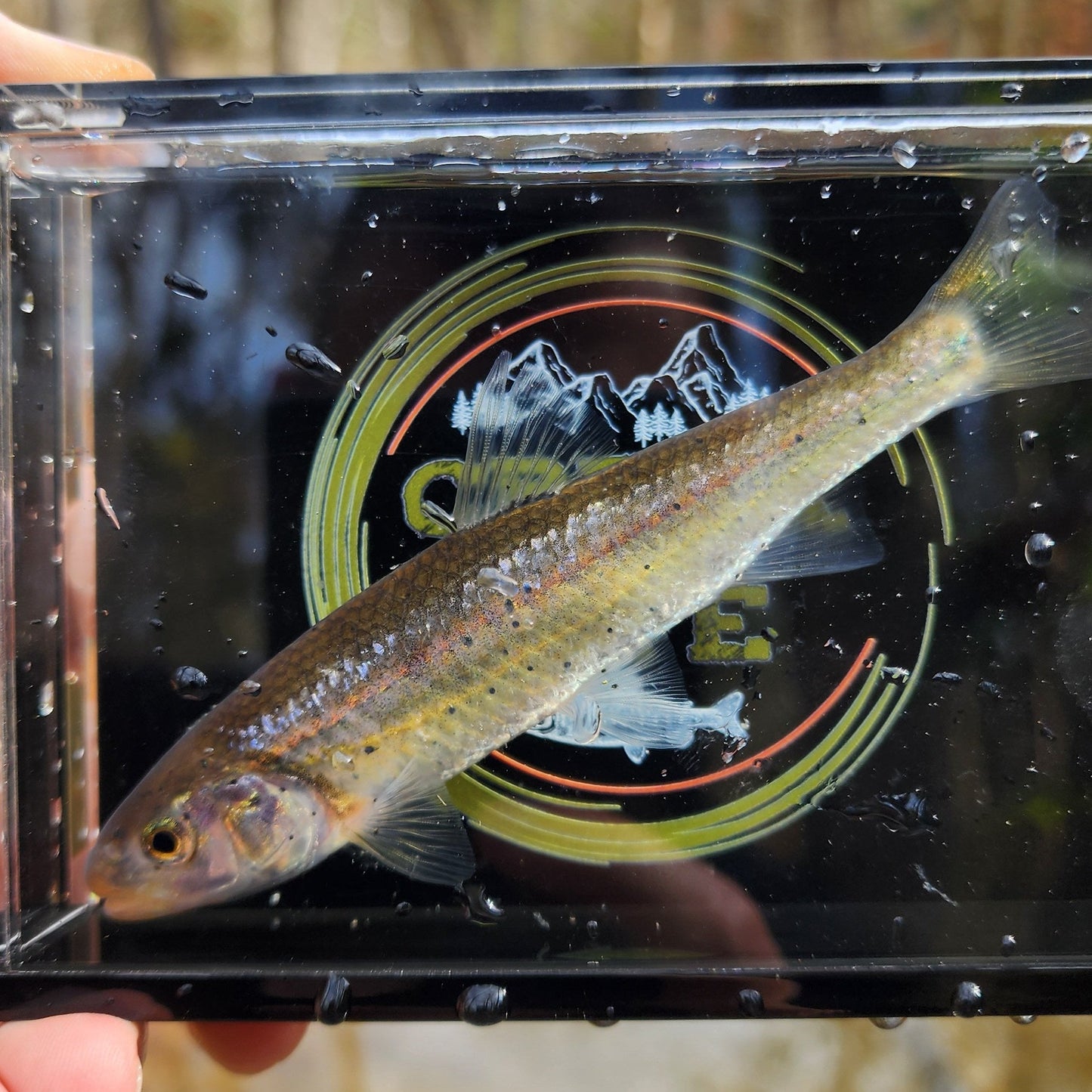 Creek Life Lure Co. The Crick Chamber Fish Photo Box