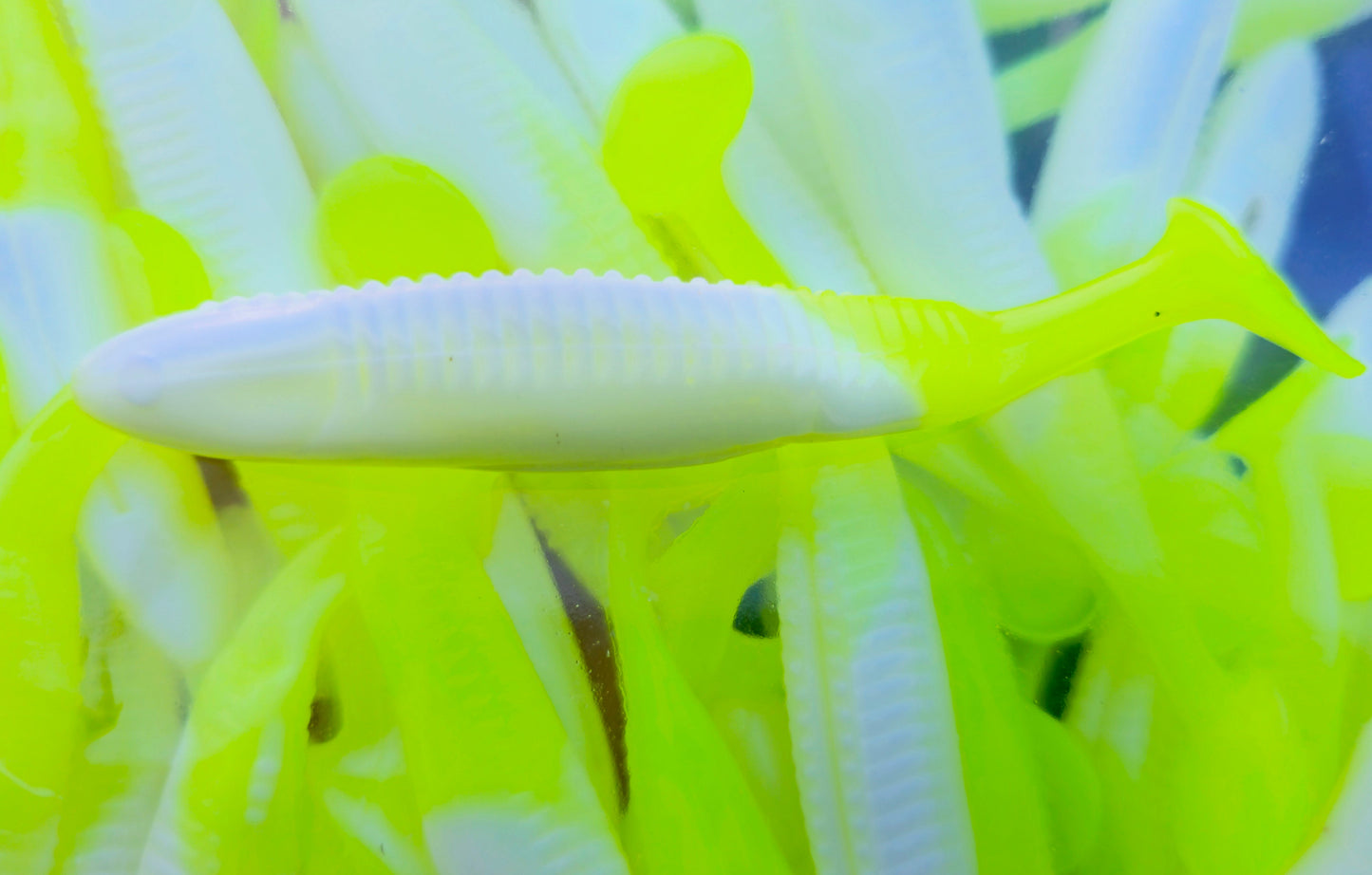 Lanier Baits Swimmers