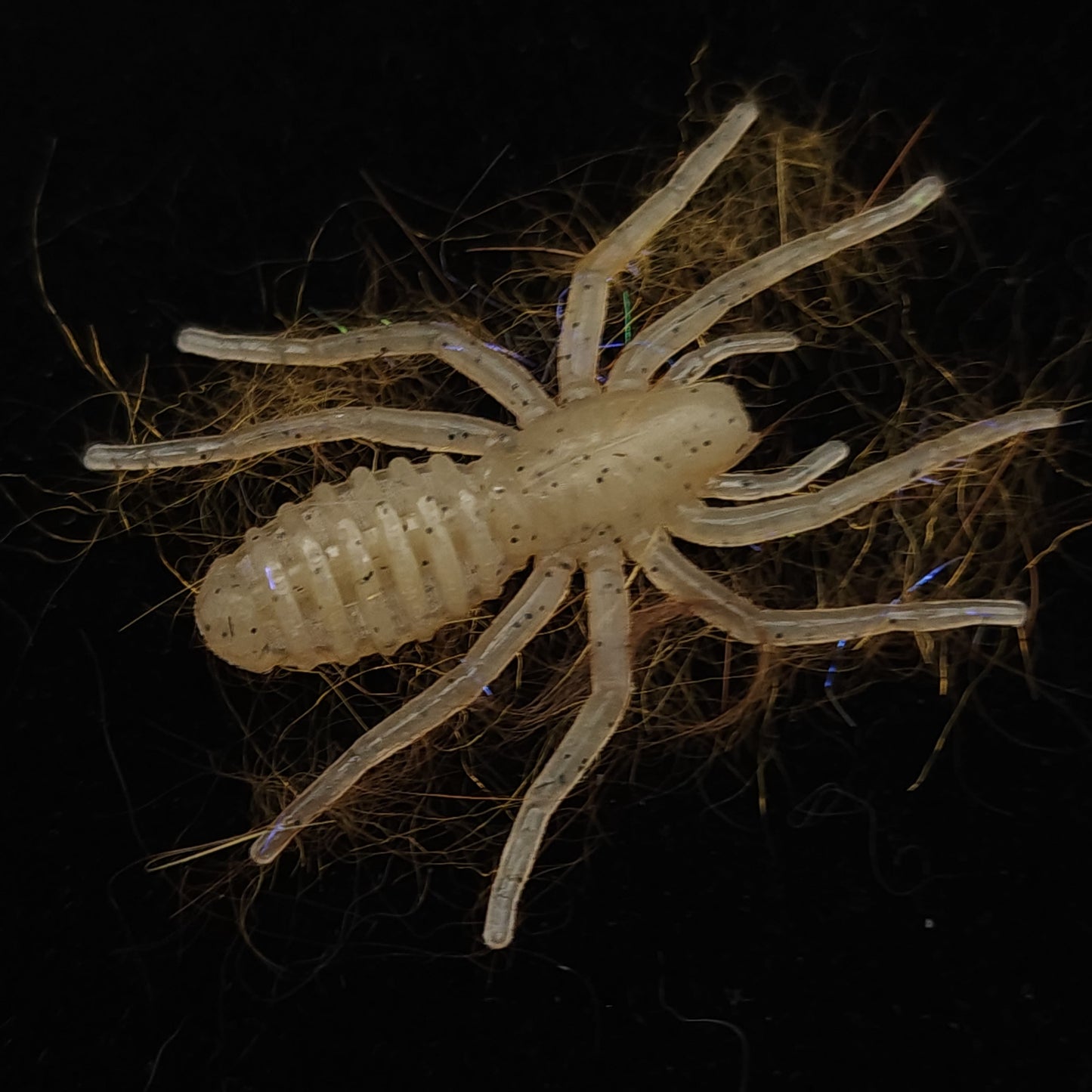 Creek Life Lure Co. Hairy 1" Micro Spider Bait "The Writing Spider"