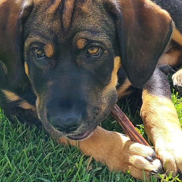 Bully Bunches - 6 Inch Beef Jerky Stick