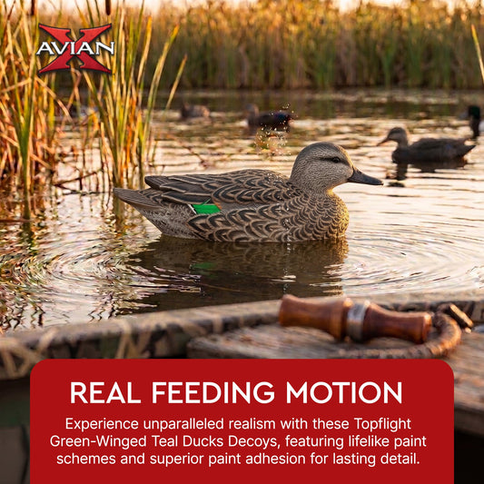 Avian X Topflight Green-Winged Teal Duck, Floating Decoys, Set of 6, Multicolor
