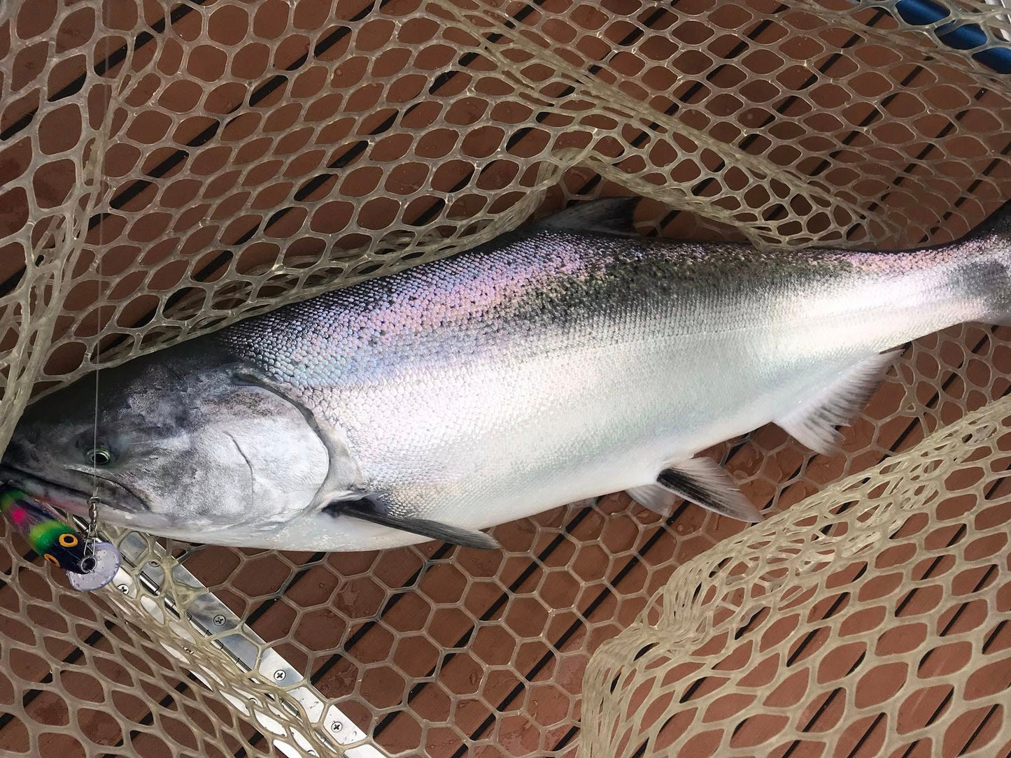 Ice Strong Outdoors - Killer Fish - Rattling Shallow Diver UV - NEW 2026 Colors Just Released!