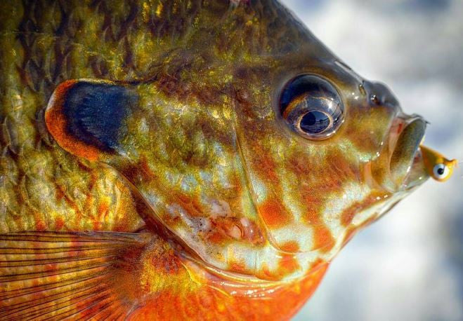 Kenders - School Bus Yellow Tungsten Jig