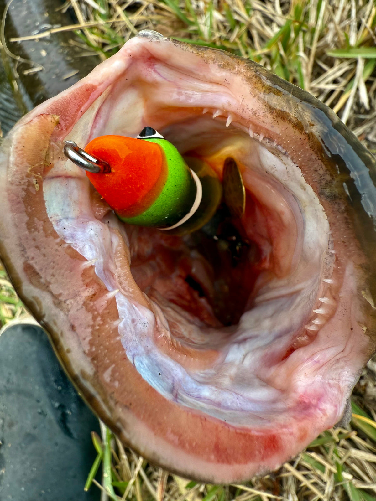 High Octane XL Ducks
