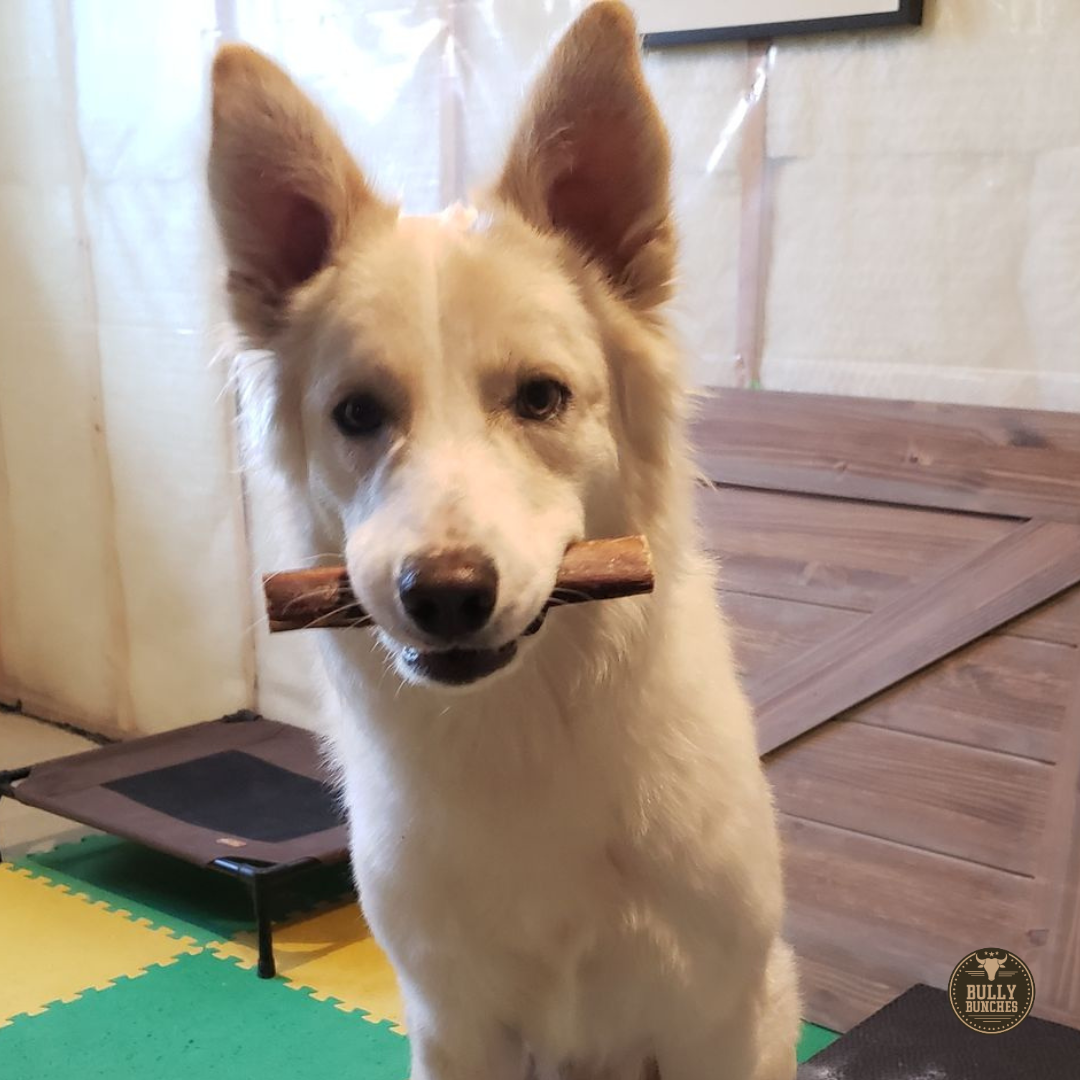 Bully Bunches - 6 Inch Monster Bully Stick