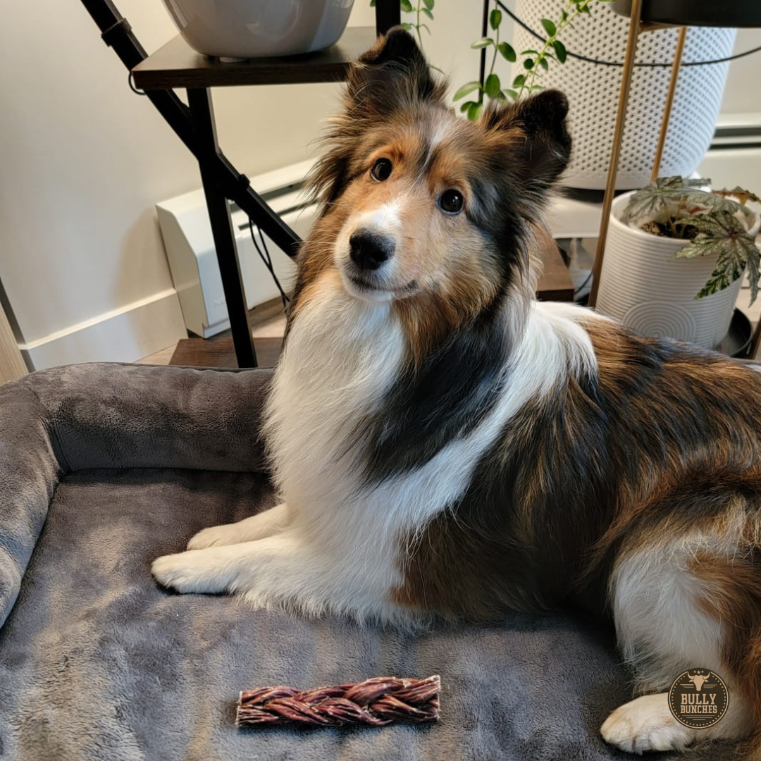 Bully Bunches - 6 Inch Braided Jerky Stick