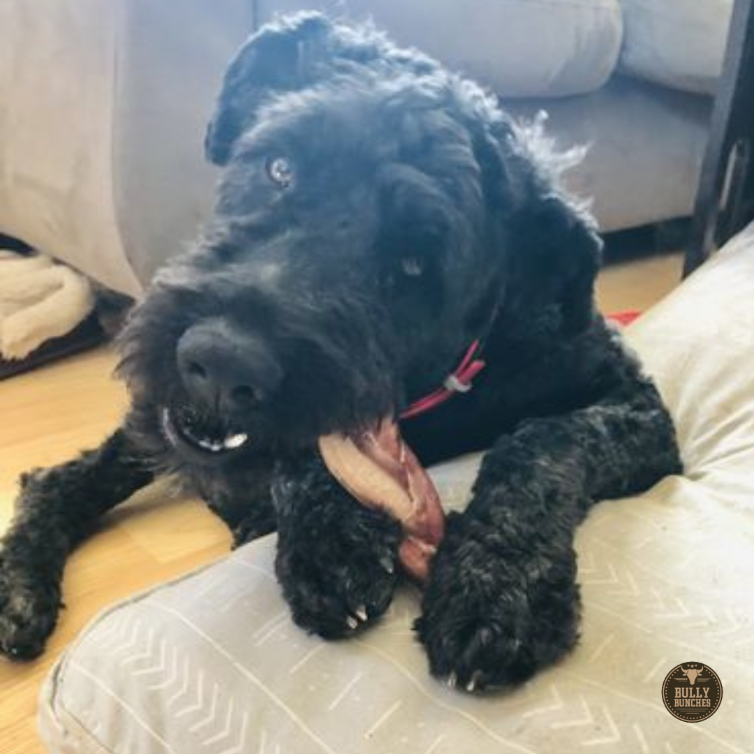 Bully Bunches - 6 Inch Jumbo Braided Bully Stick