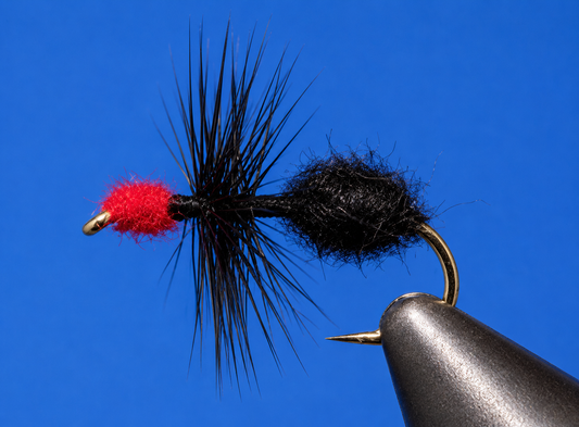 Stone Creek Ants
