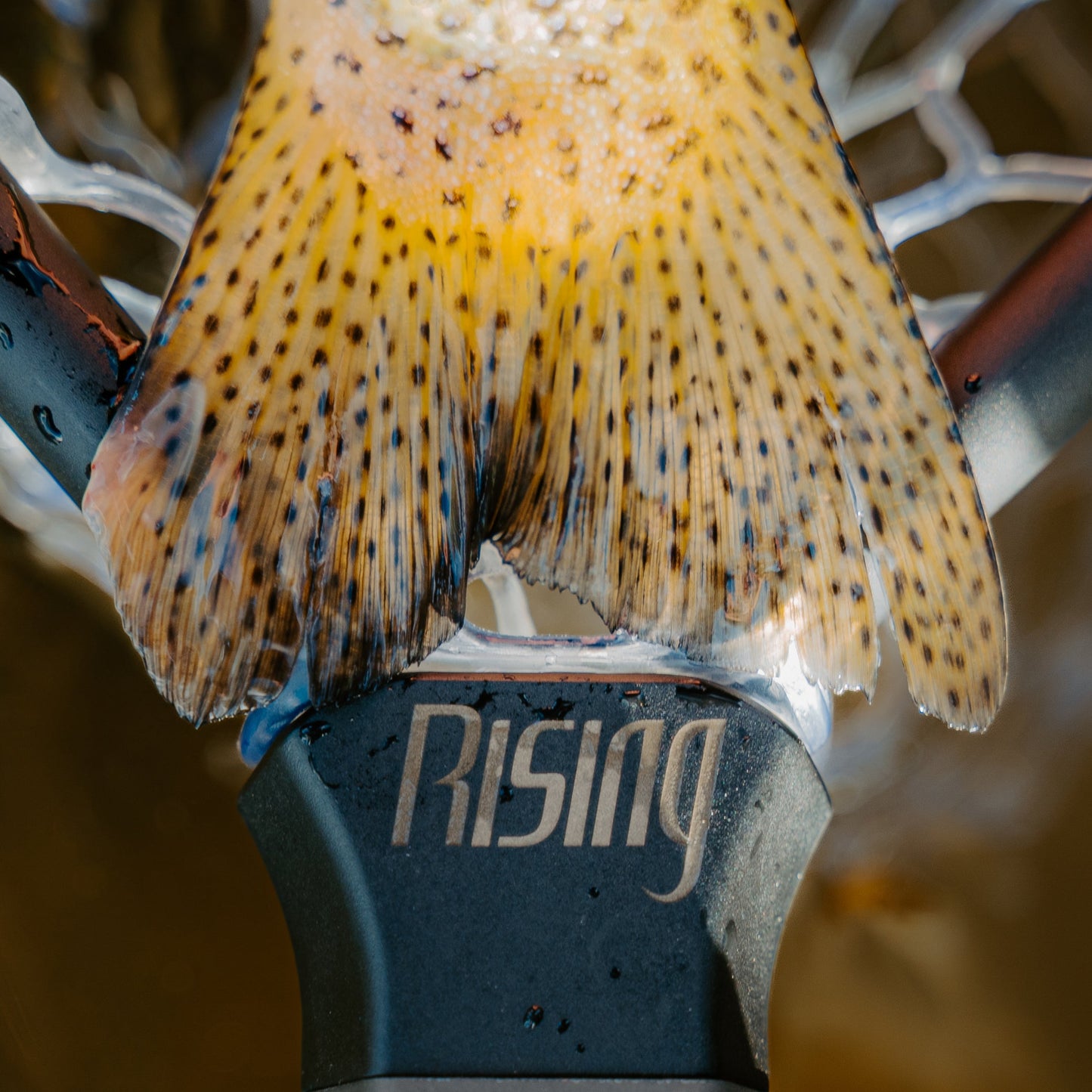 Rising Fishing Brookie Net Package