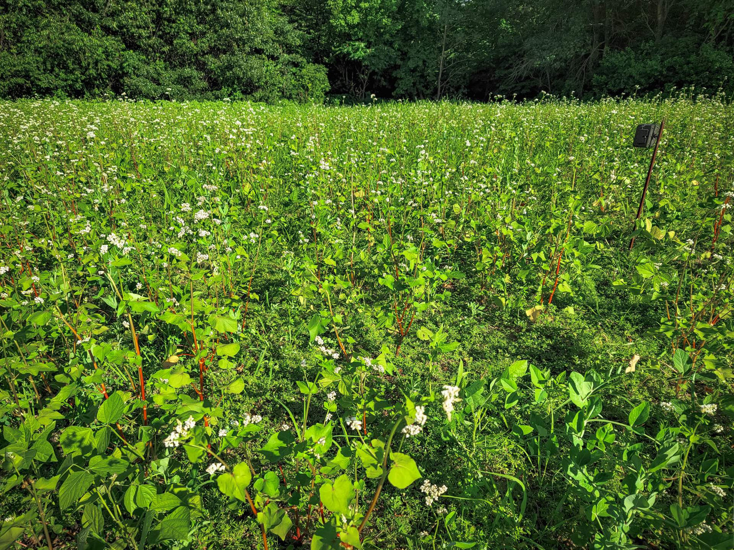 Domain Outdoors Domain Pounder - Buckwheat