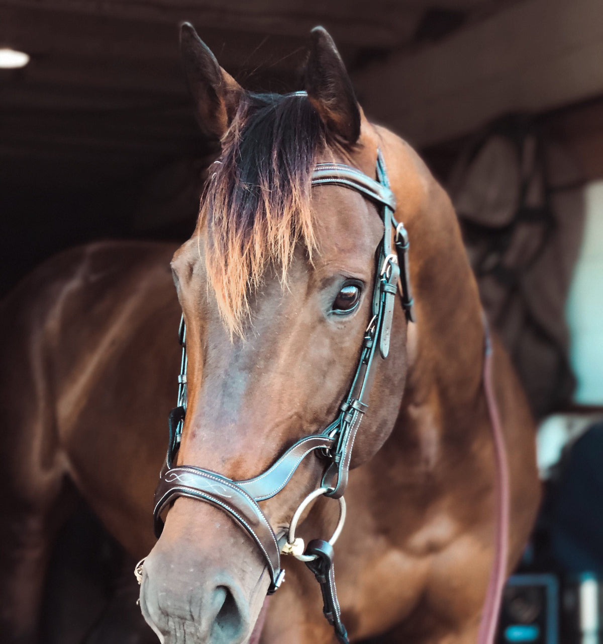 Bridles & Reins ExionPro Anatomical Drop Noseband Bridle with Reins