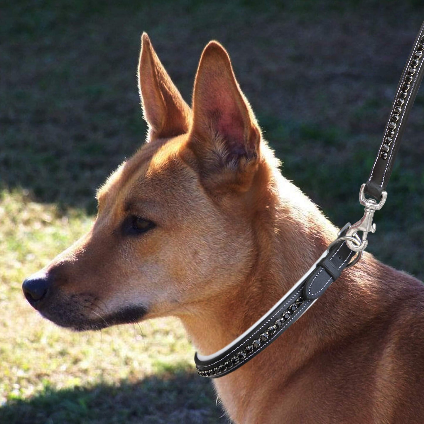 Bridles & Reins ExionPro Black Bling Dog Collar With Leash
