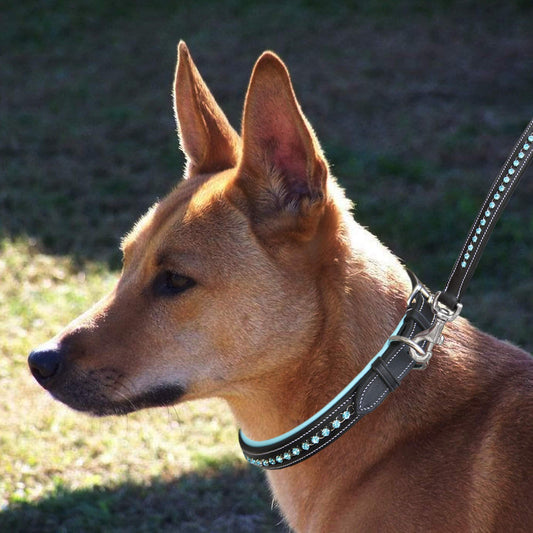 Bridles & Reins ExionPro Blue Bling Dog Collar With Leash