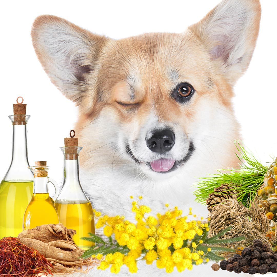 The Blissful Dog First Sniff Dog Cologne - Your First Sniff Stays on My Mind