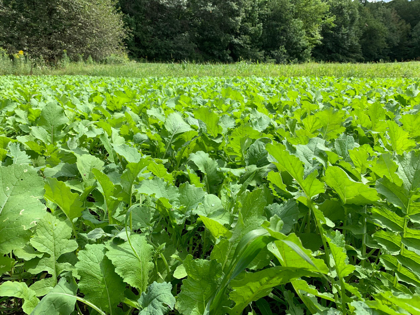 Domain Outdoor DIY Instant PH Test Kit