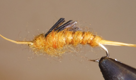 Stone Creek Giant Stonefly Nymphs