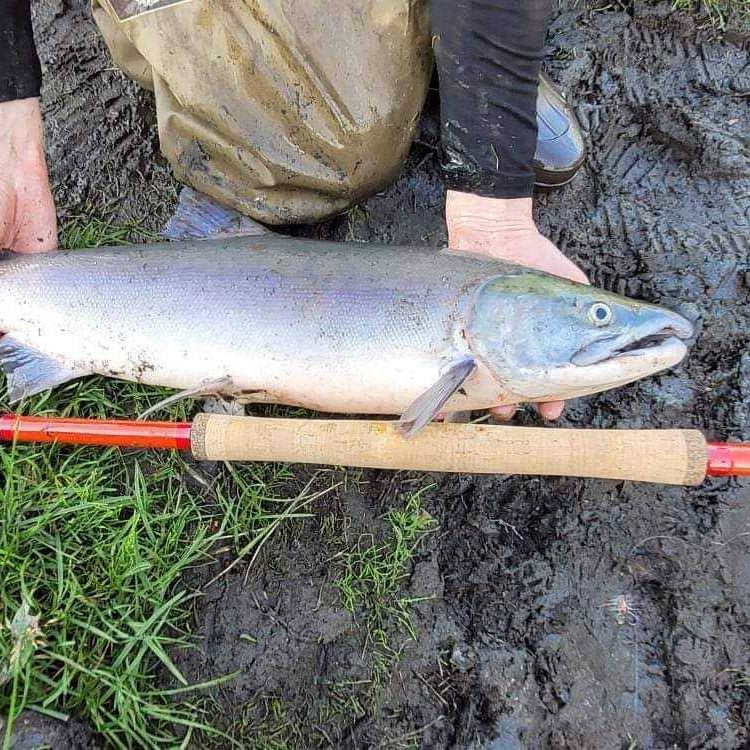 Wasatch Phoenix Rising Tenkara Rod