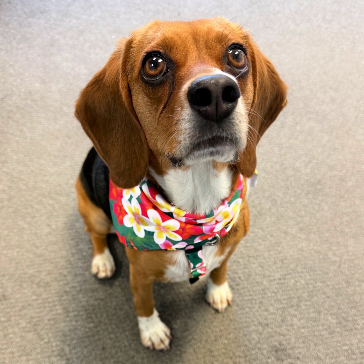 2 Hounds Design Aloha Dog Bandana