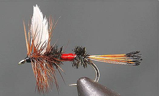 Stone Creek Royal Coachman