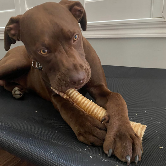 Bully Bunches - 12 Inch Beef Trachea