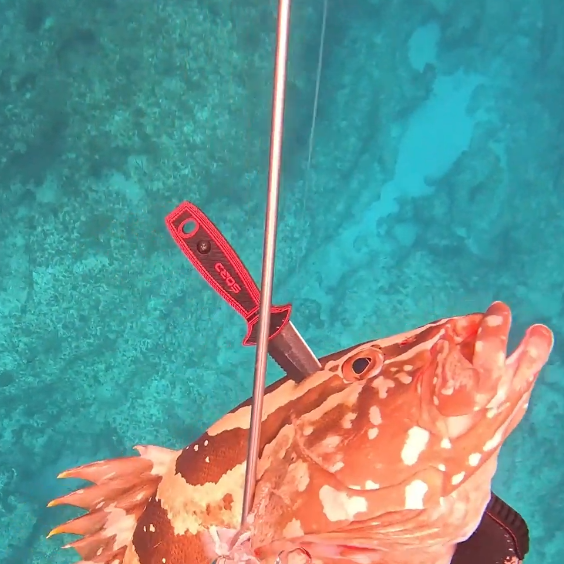 SORD Fishing 4" FREEDIVING KNIFE