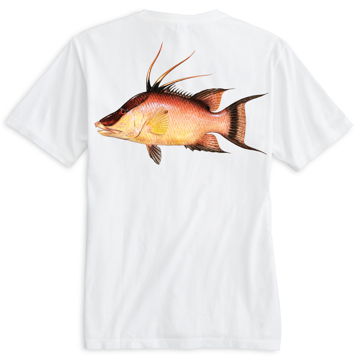 Saltwater Born Hogfish