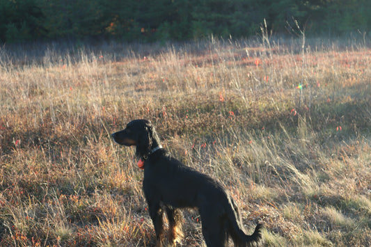 Whiskey Leatherworks Upland Dog Collars