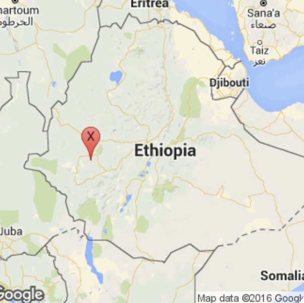 Koffee Kult Ethiopia Harrar: The Wild Heirloom (Ancient GERA Estate)