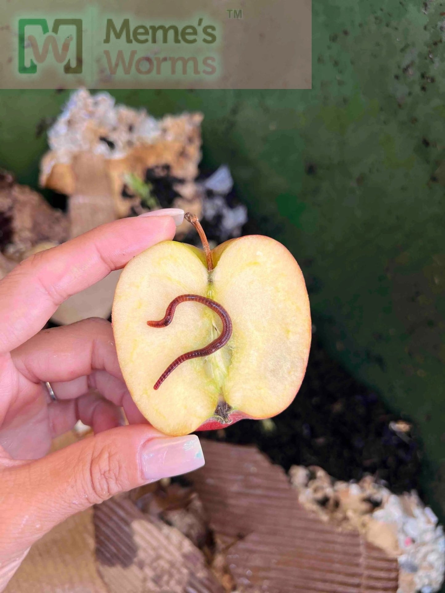 Meme's Worms Pure Red Wiggler Composting Worms (SC) - Angler's Pro Tackle & Outdoors