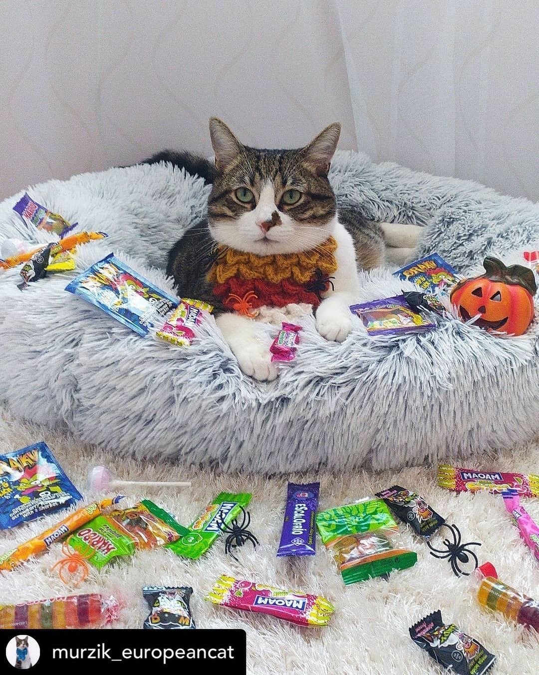 Mr. Peanut's 28" OrthoPlush® Pet Bed - Snowflake White Two Tone - Angler's Pro Tackle & Outdoors