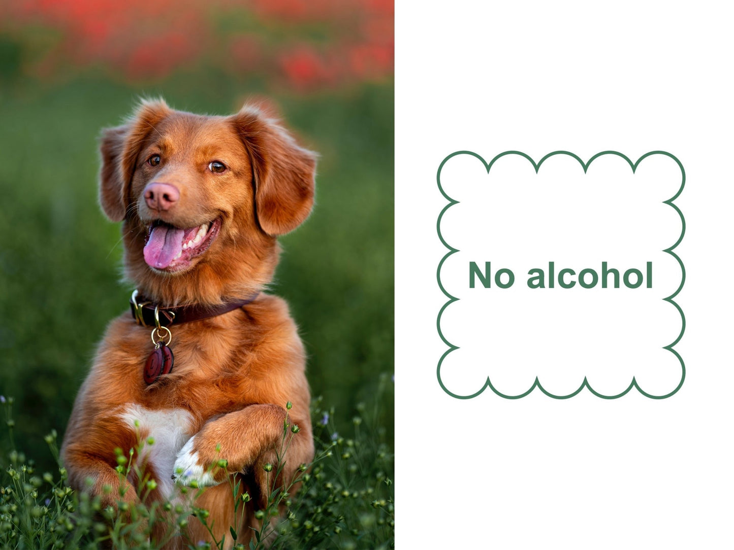 Mr. Peanut's Naturals Plant Based, Flushable, Compostable, Unscented Pet Wipes, 160 Count, Larger 8x6" Size - Angler's Pro Tackle & Outdoors