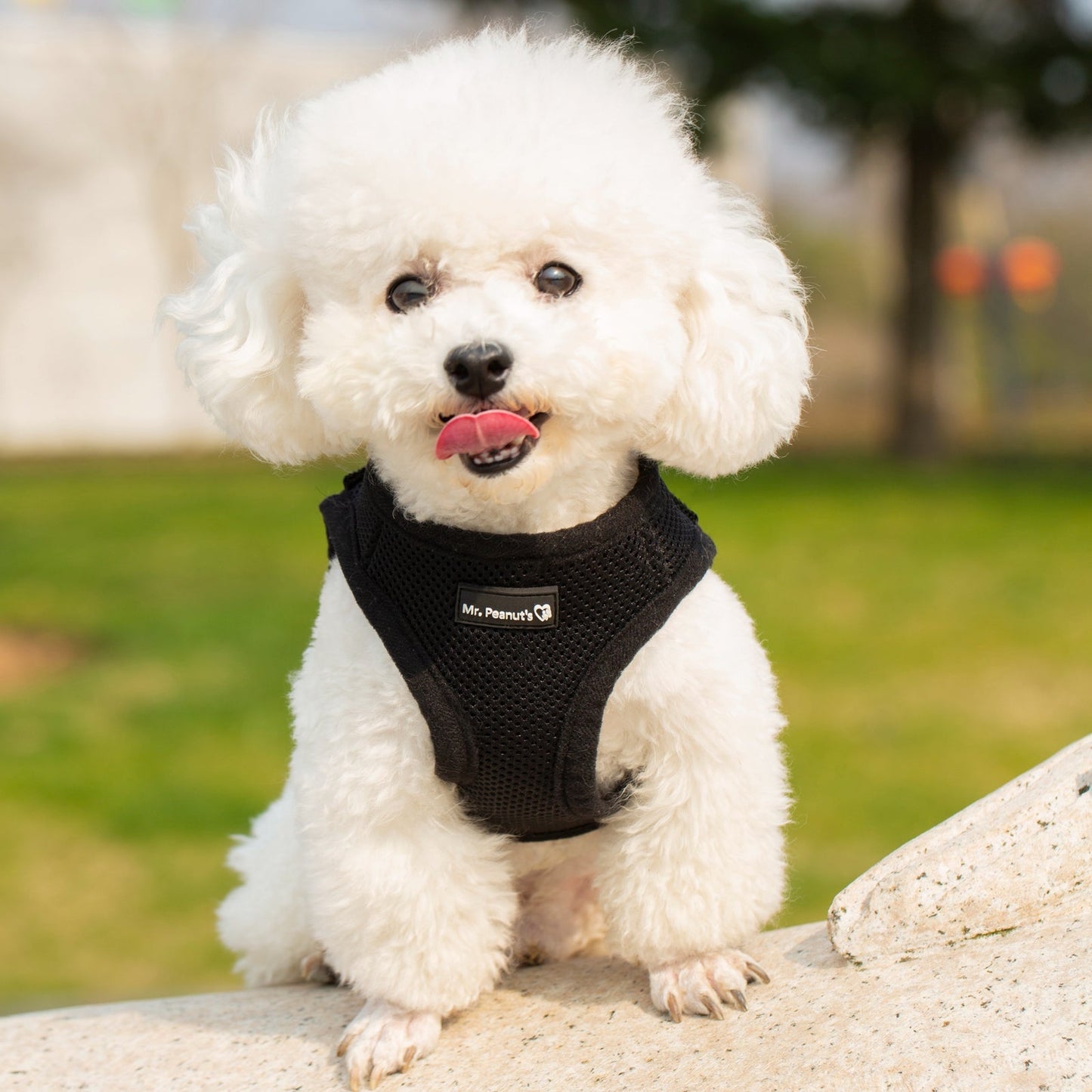 Mr. Peanut's PupTrek Harness and Leash Set, Small Dog/Cat Soft Mesh Step In Harness Vest - Angler's Pro Tackle & Outdoors