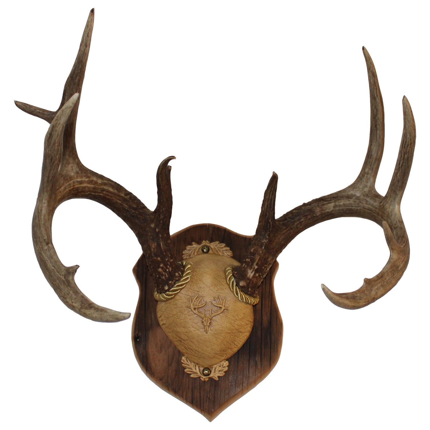 Outdoor Hunting Lab Antler Plaques - Angler's Pro Tackle & Outdoors