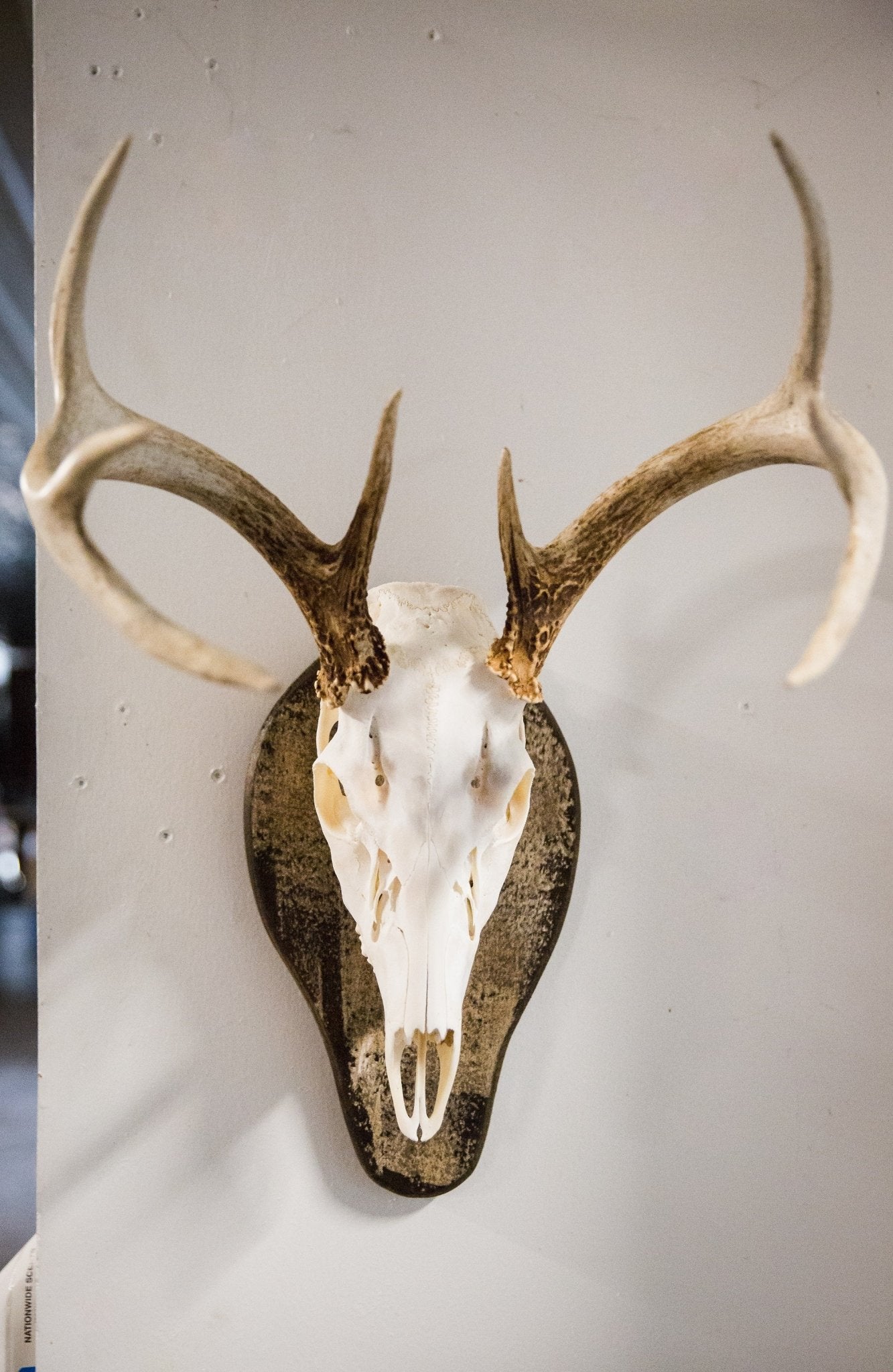 Outdoor Hunting Lab European Mounts - Angler's Pro Tackle & Outdoors