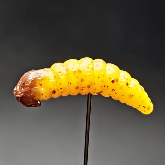 Creek Life Lure Co. 1" Waxworm "The Tater Bug" 8 Per Pack