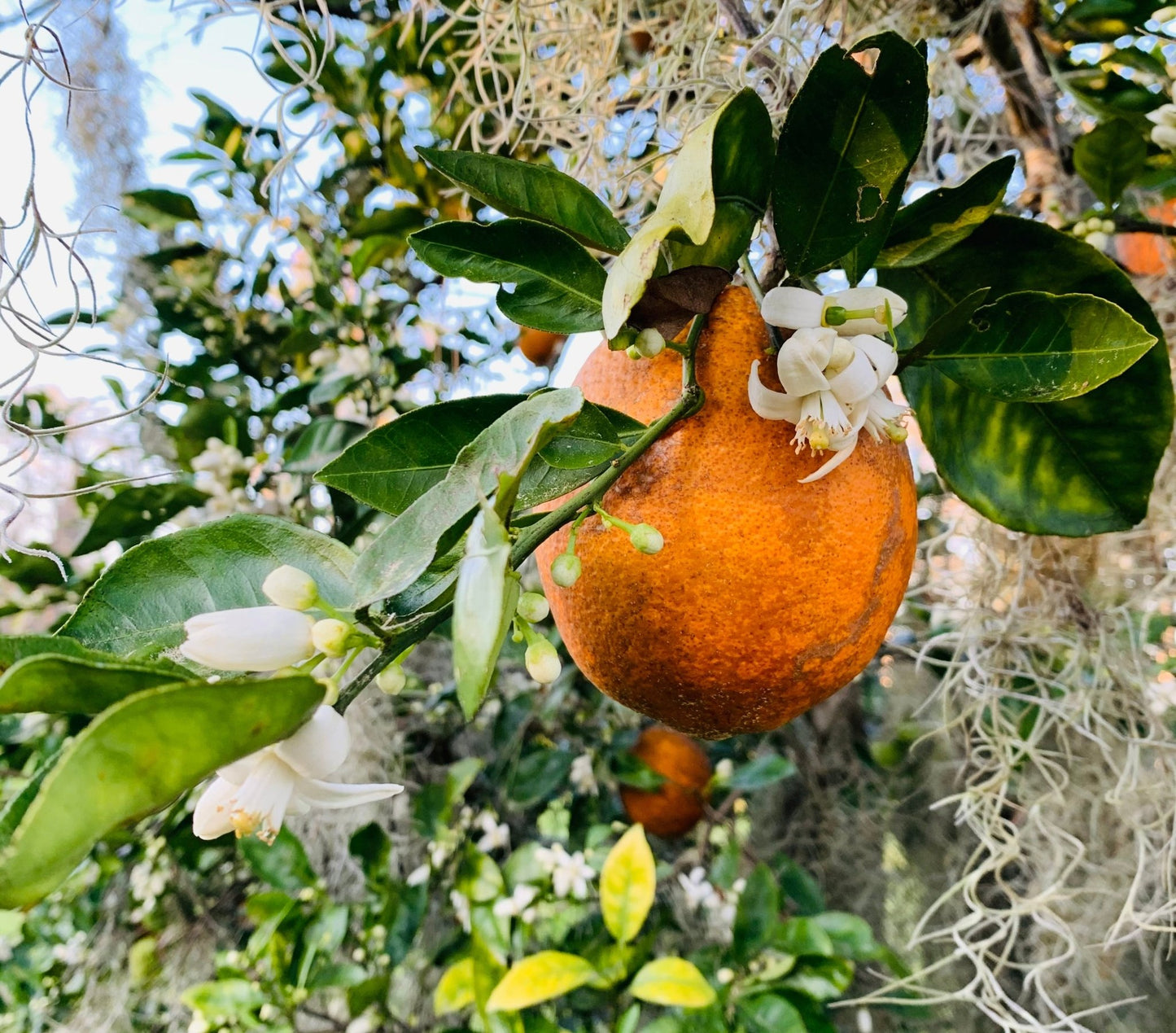 Sudsy Bear - All - Natural, 100% Pure Orange Blossom Honey 3oz Mini - Mason Jar - Angler's Pro Tackle & Outdoors