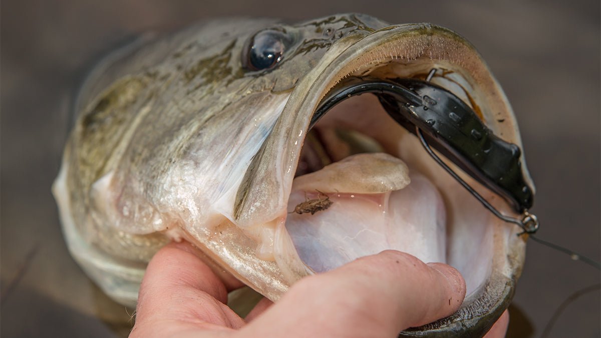 V&M Baits Bayou Bullfrog - Angler's Pro Tackle & Outdoors