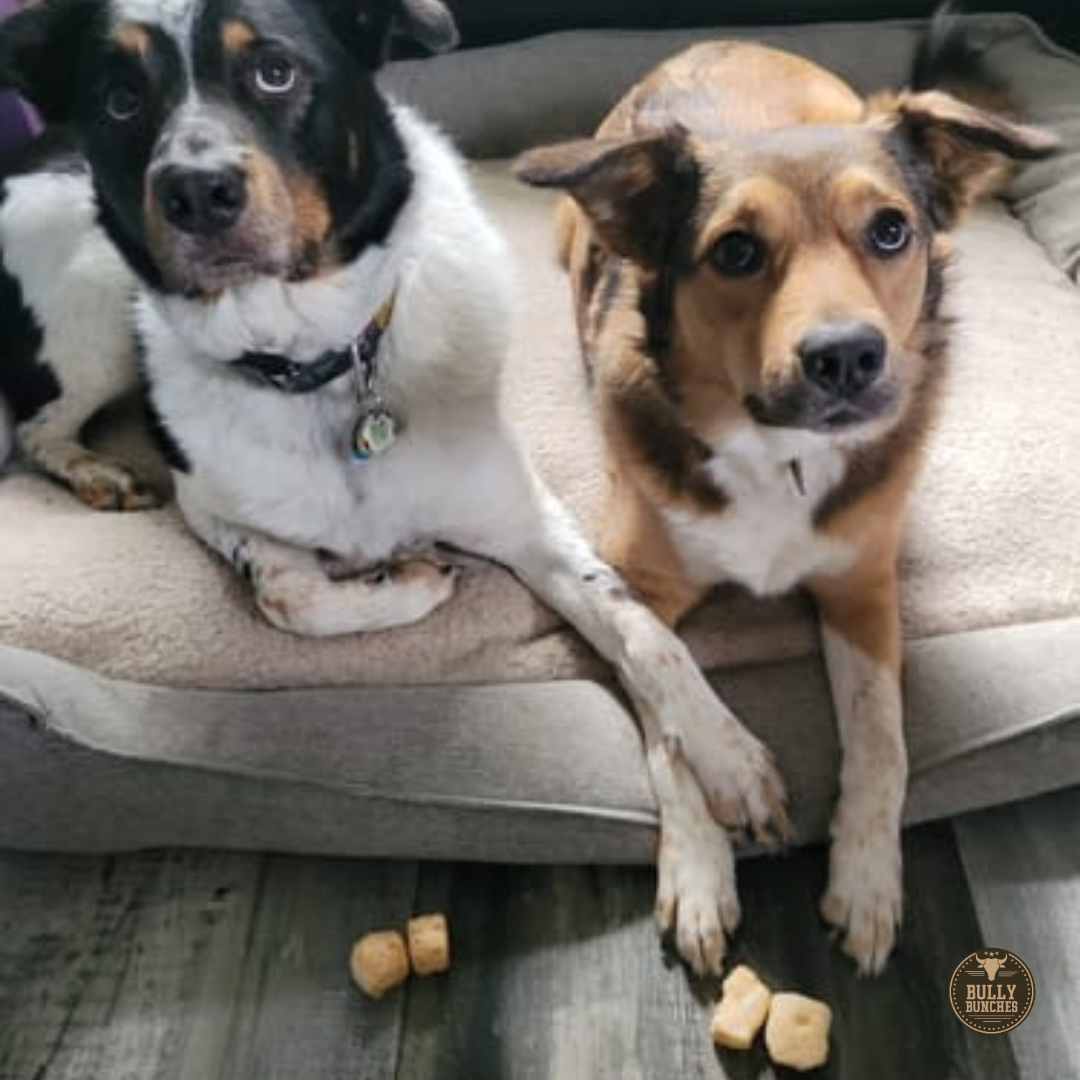 Bully Bunches - Himalayan Yak Puffs