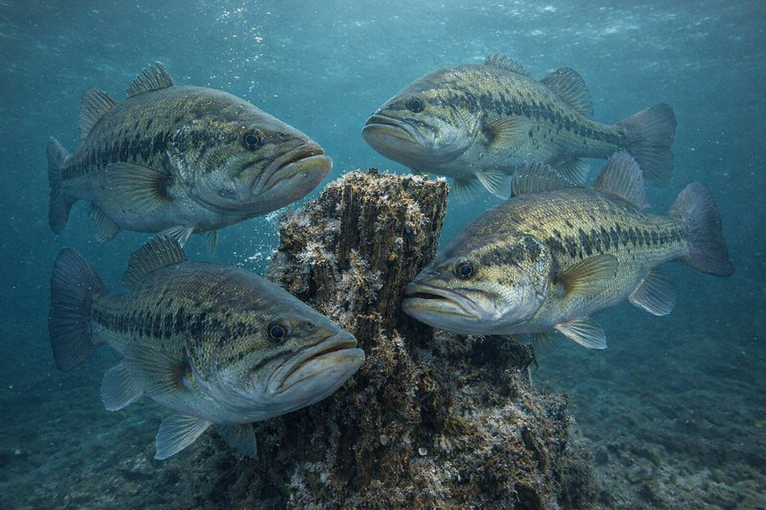 Largemouth bass huddled around structure in cold water