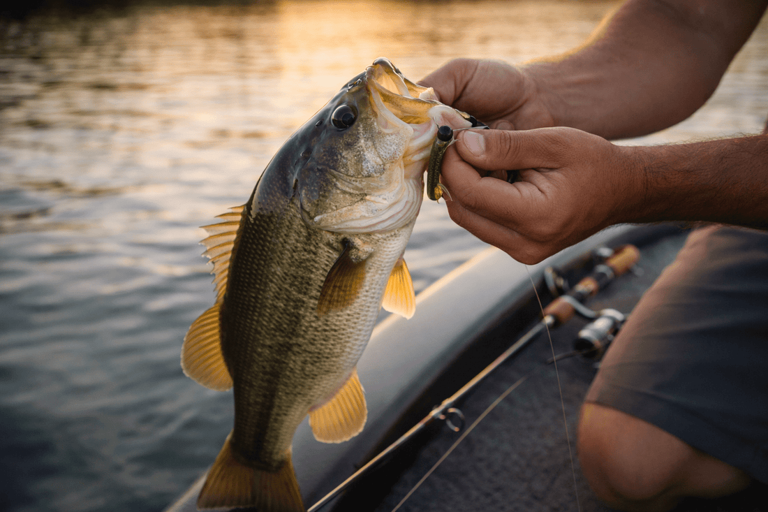 How to Fish the Ned Rig: The Simplest Bait That Catches Bass Everywhere - Angler's Pro Tackle & Outdoors