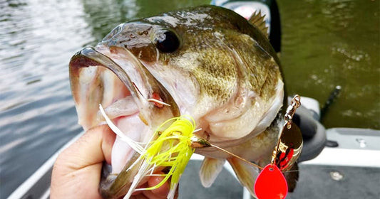 Mastering Fall Bass Fishing: A Guide to Spinnerbait Success - Angler's Pro Tackle & Outdoors