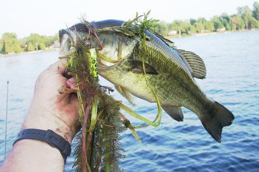 Ultimate Guide to Fishing For Bass In Grass & Vegetation - Angler's Pro Tackle & Outdoors