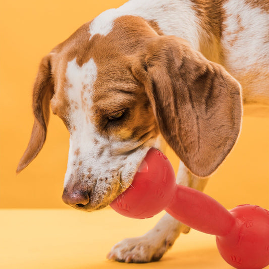 Dogline Rubber Dumbbell Toy