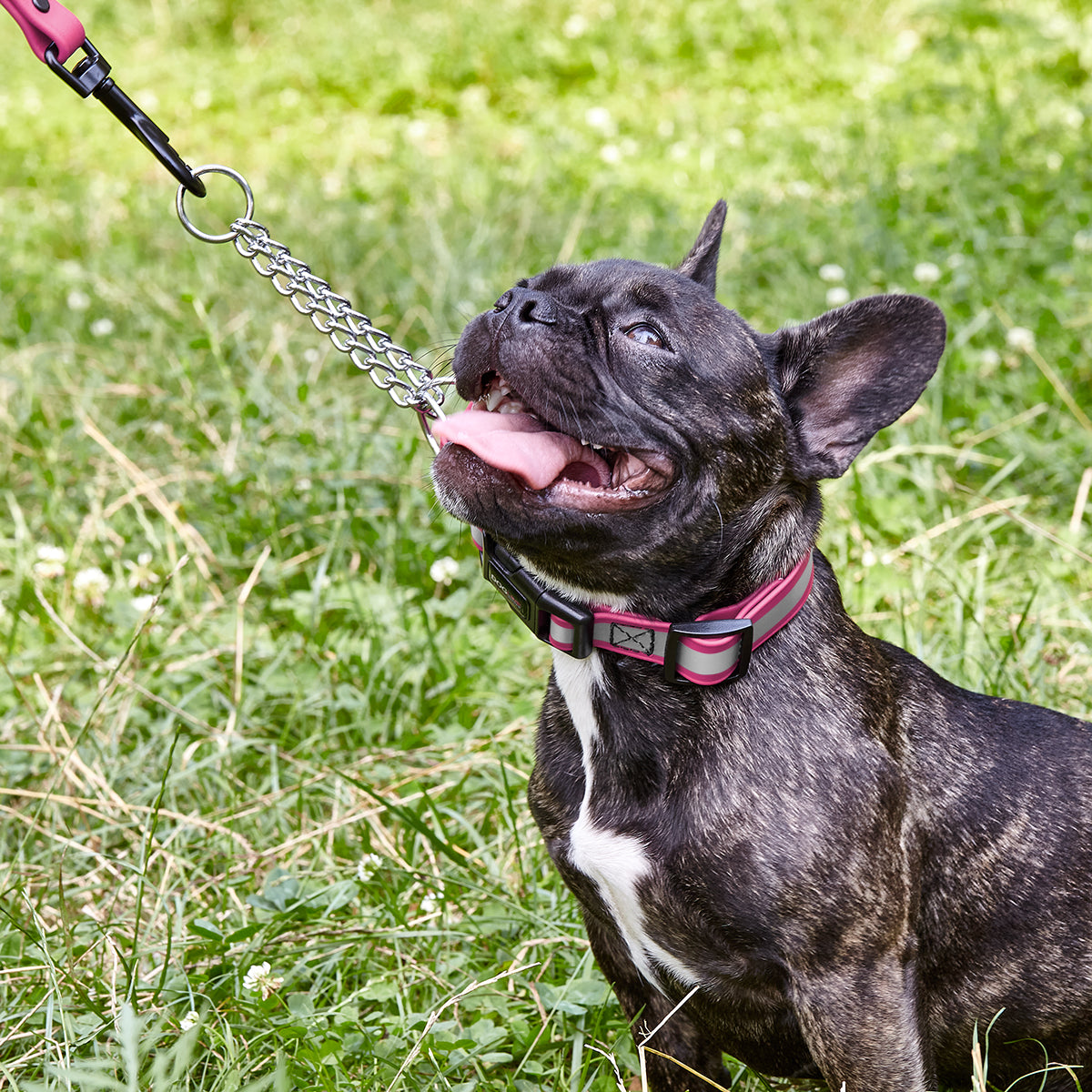 Dogline Reflective Biothane Martingale Collar with Quick Release Buckle