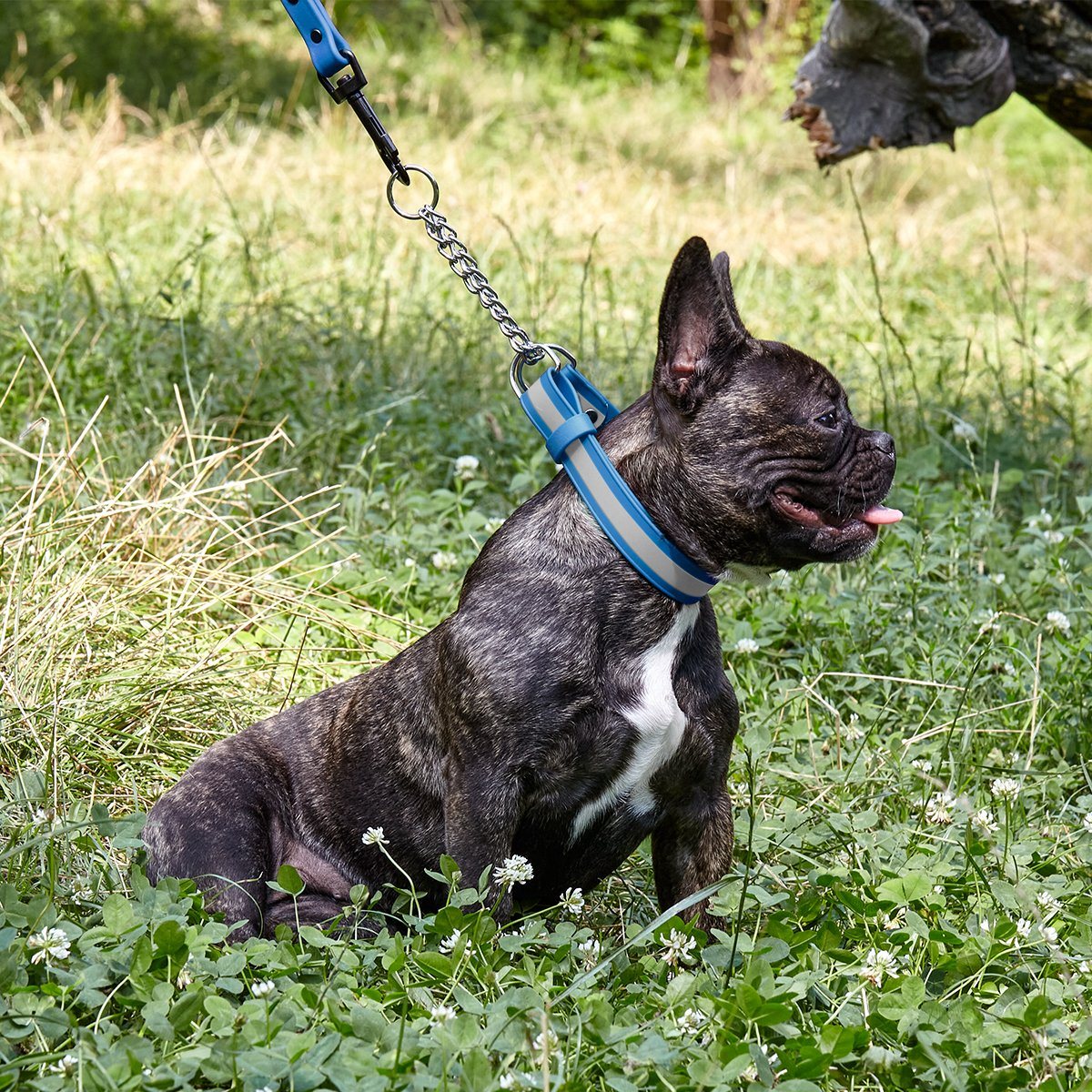 Dogline Reflective Biothane Martingale Collar