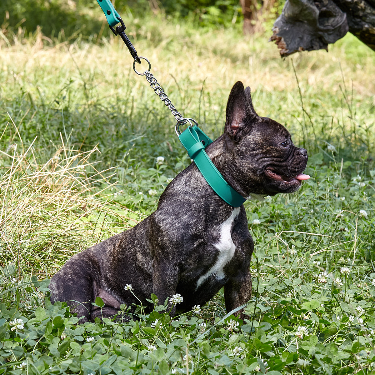 Dogline Biothane Adjustable Martingale Collar
