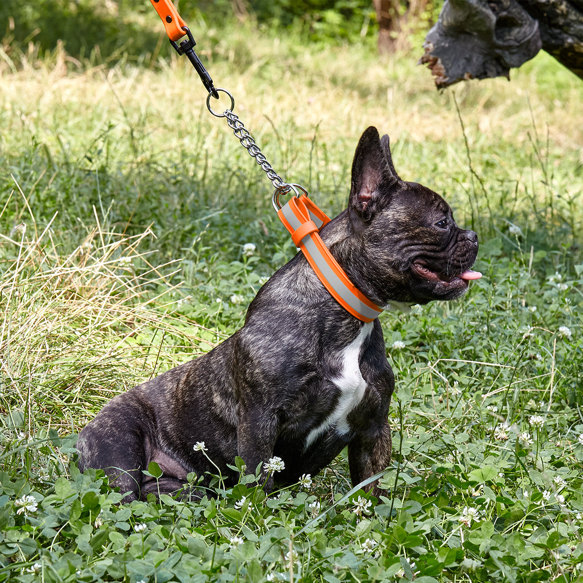 Dogline Reflective Biothane Martingale Collar with Quick Release Buckle