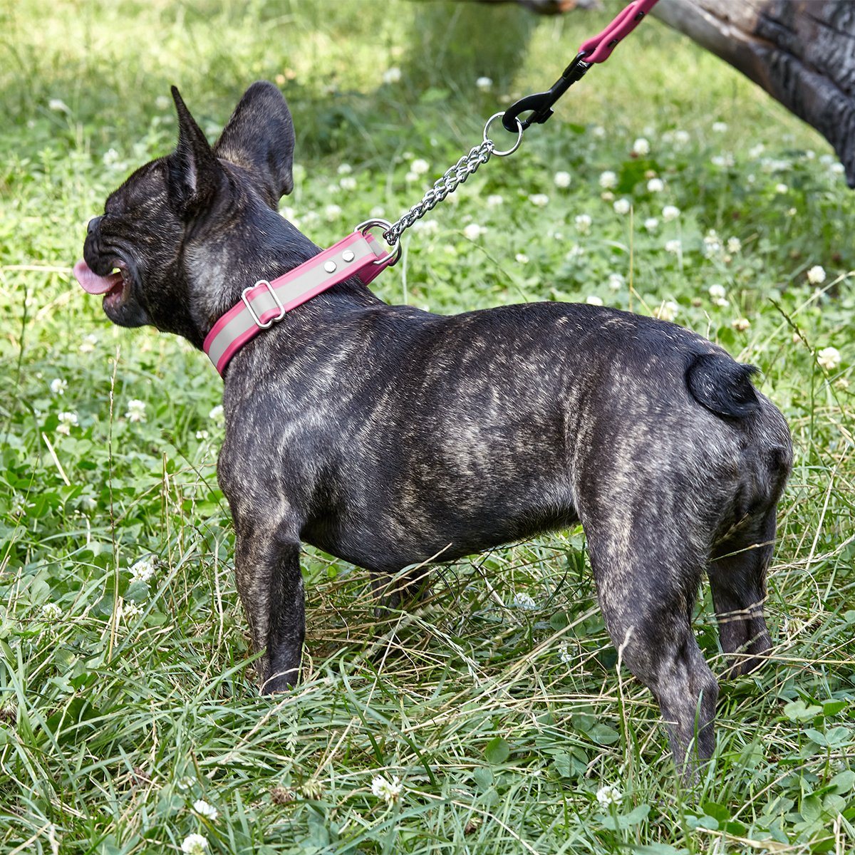 Dogline Reflective Biothane Martingale Collar